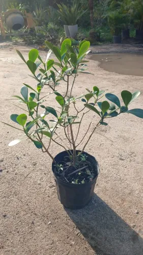 PLANTA CLUSIA