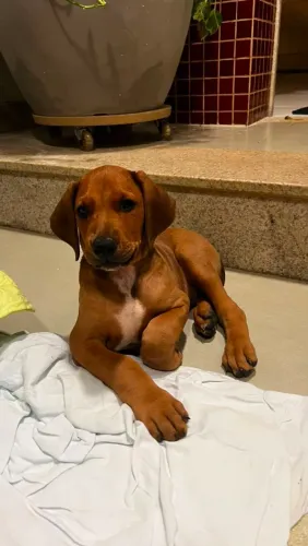 Filhote de Doberman