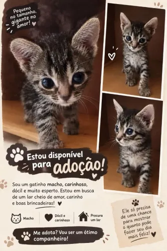 Gato filhote