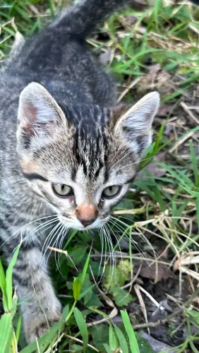 Gatinhos precisando de um lar
