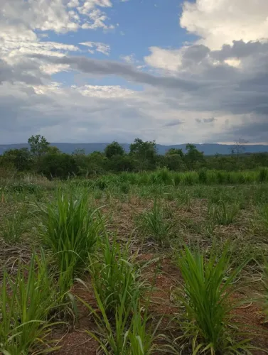 Fazenda 68 hectares 100% plana