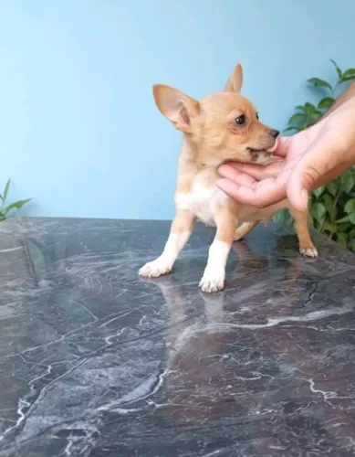 Pinscher Zero Mini Fêmea