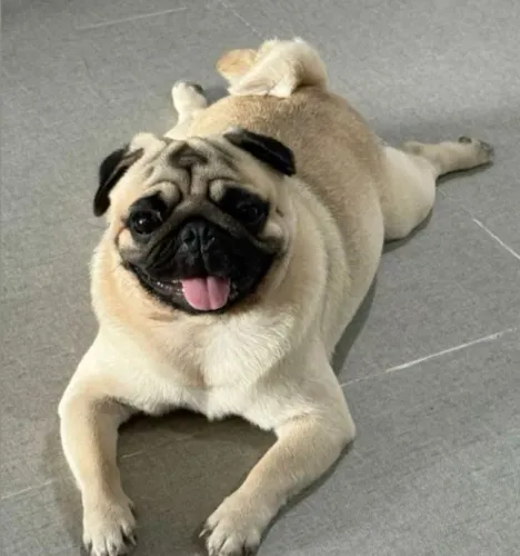 Pug