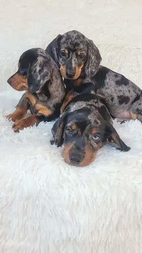 Filhotes Dachshunds Machos Arlequim