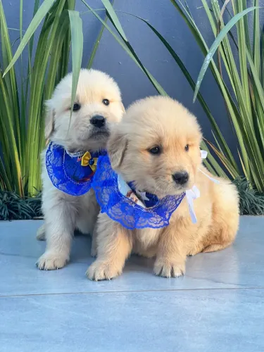 Golden retriever bebê fofo - pet