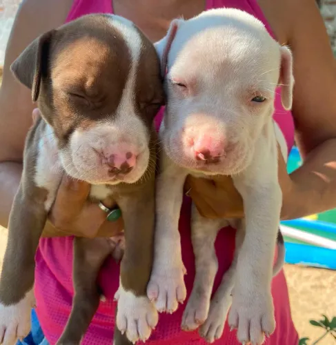 PITBULL PUROS