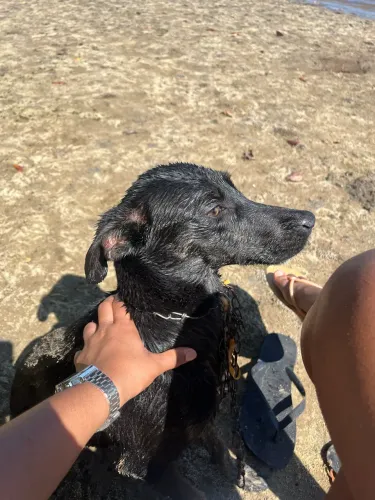 DOAÇÃO DE CACHORRO