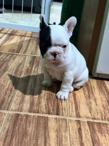 Bulldog francês Fêmea