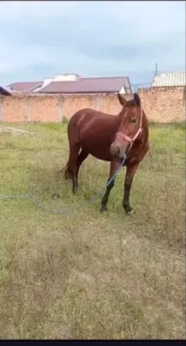 Vendo Égua mansa