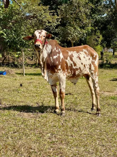 Bezerro, garrote, novilha, Tourinho Nelore P.O Pintado