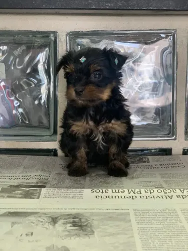 Filhotes de Yorkshire Vacinados, com Pedigree, Garantia e Entrega Especializada