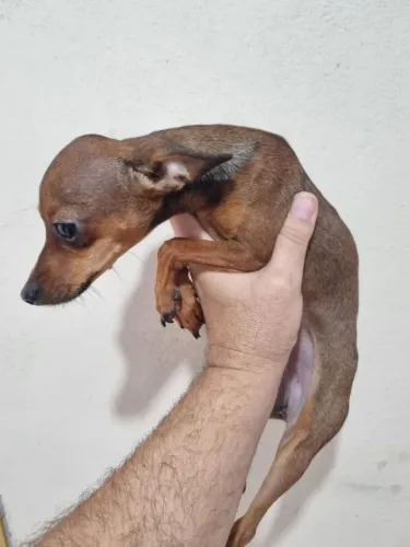 Pincher fêmea 2 anos de idade pesa 1.600kg (valor 1600 mil)