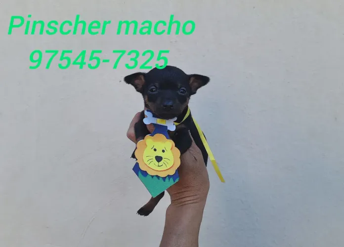 Pinscher mini machos