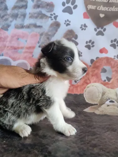 Border Collie machos blue merle disponíveis!