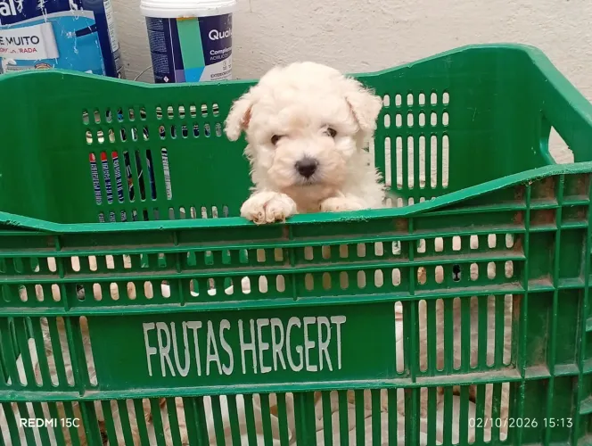 filhote de poodle toy
