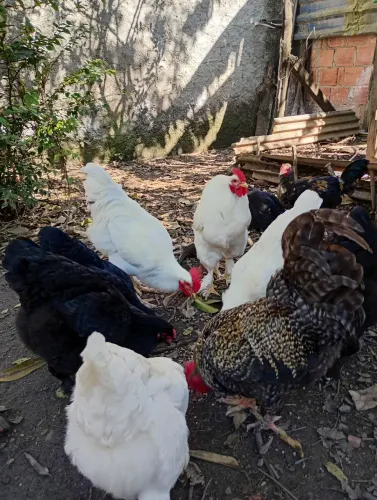 Casais de galos e galinhas Brahma, carijó e caipira