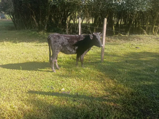 Vendo duas novilha 