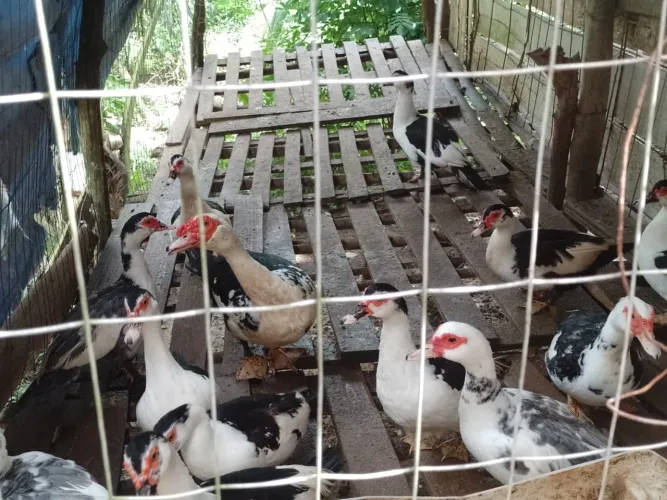 Vende-se PATOS