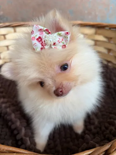 Spitz alemão Lulu da pomerania