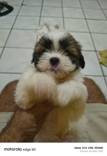 Cachorro shih Tzu