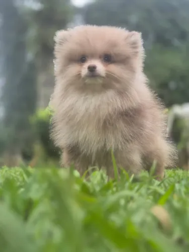Lulu da pomeranea anao com 65 dias fêmea vacinada 