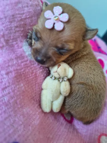 Pinscher fêmea