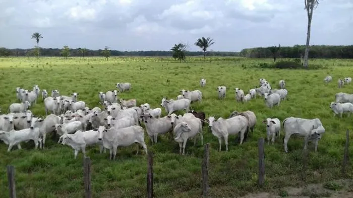 R$ 32 milhões 1107 hectares pronta e 100% documentada aceita 50% de entrada