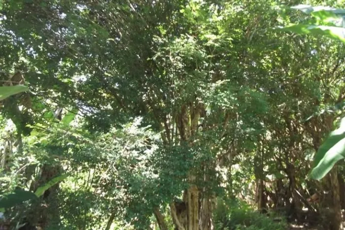 Fazendinha antiga 15 ha Serra do Cipo (Temos varias opçoes).