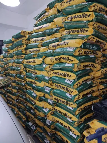 Sementes de braquiária 