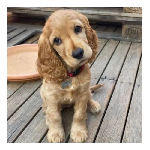 Cocker Spaniel Inglês cores lindas, machinhos e fêmeas