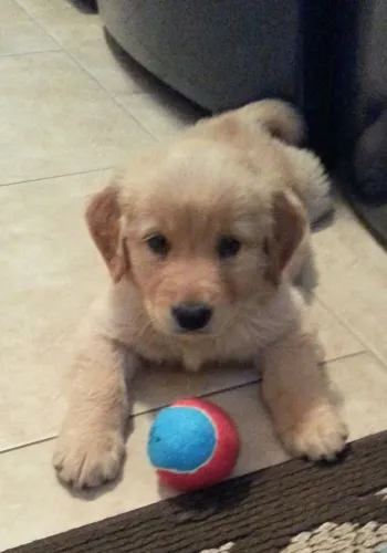 Filhote de Golden Retriever! Amor além de valor 