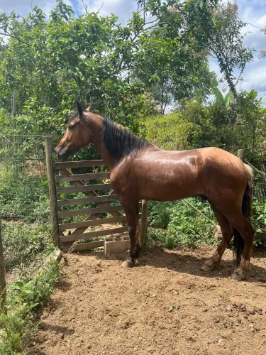 Cavalo mangalarga marchador