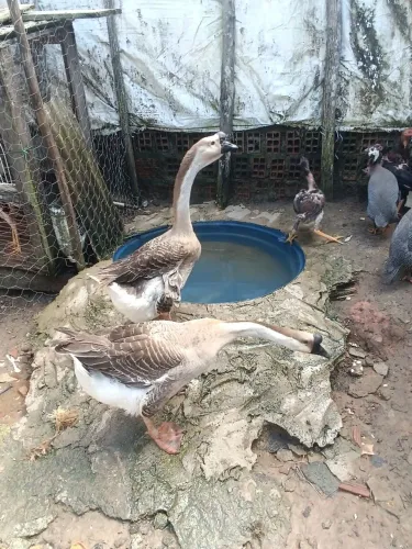 Casal de ganso