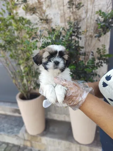 Lhasa Apso trabalhamos com mais de 20 raças.