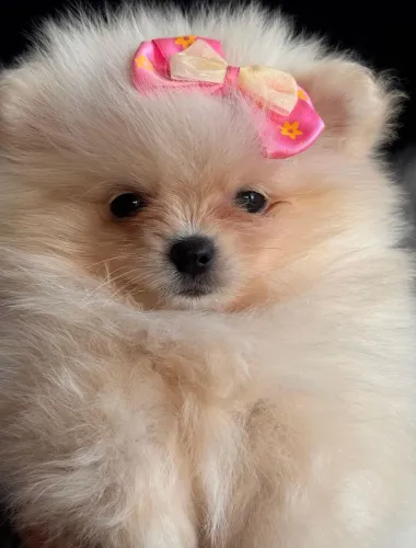 Lulu da Pomerânia 
