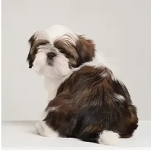 Shih-Tzu Fêmea cor mel.  A Beleza em Miniatura!