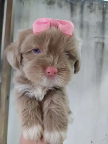 Filhote de lhasa apso fêmea 