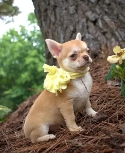 Chiuhuahua na cor orange pelo longo está a venda!!
