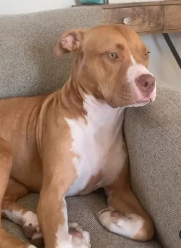 Filhote de Pitbull disponível raça pura pedigree