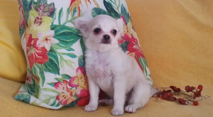 Chihuahua Minúsculos, com Pelo Longo e Curto!