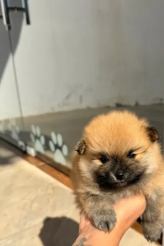 Spitz alemão