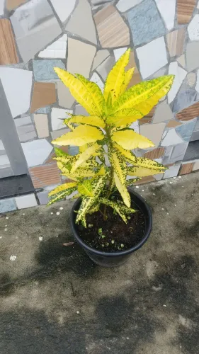Croton