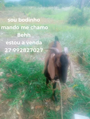 Vendo bode  