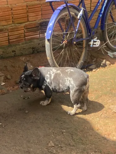 Buldogue francês merle