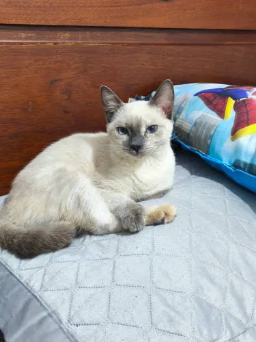 Gatinha para adoção 