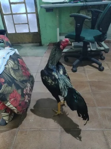 Frango