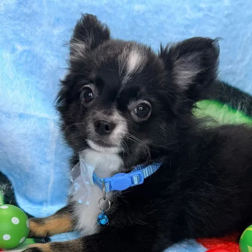 Chihuahua Pelo Curto/ A PRONTA ENTREGA