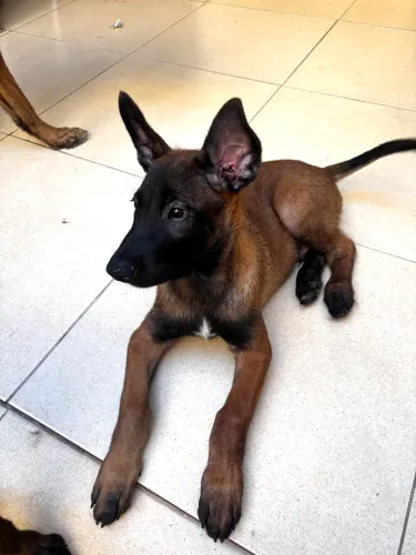 Filhotes de Pastor Belga Malinois
