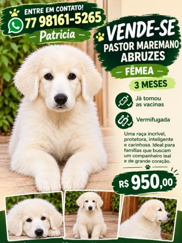 Vendo Pastor Maremano Fêmea 3 meses
