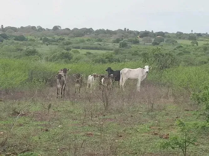 Fazenda com 27 hectares para criação de gado ou plantação
